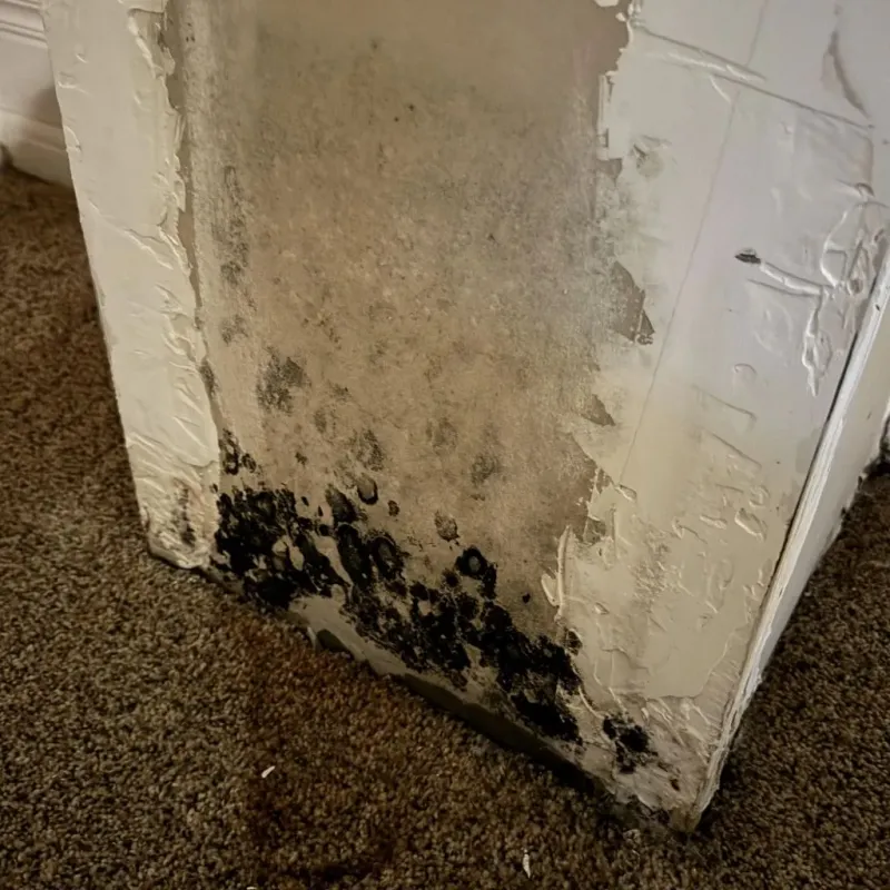 Professional Mold Removal in Altamont, IL